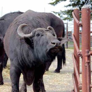 Getting Started in Small-Scale Dairy Farming Image